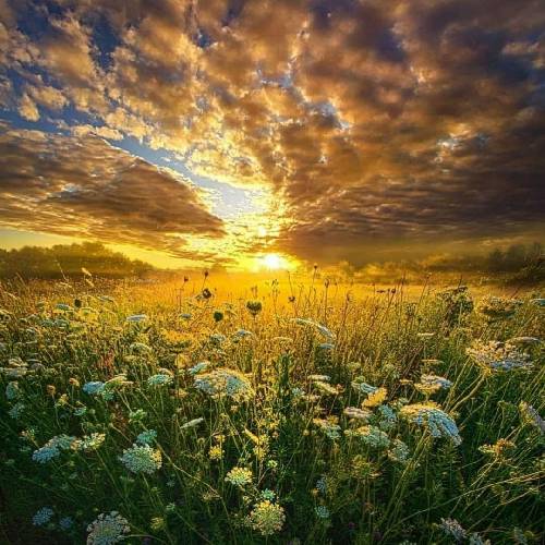 میثم زارع گلم را میبرن چاره ندارم